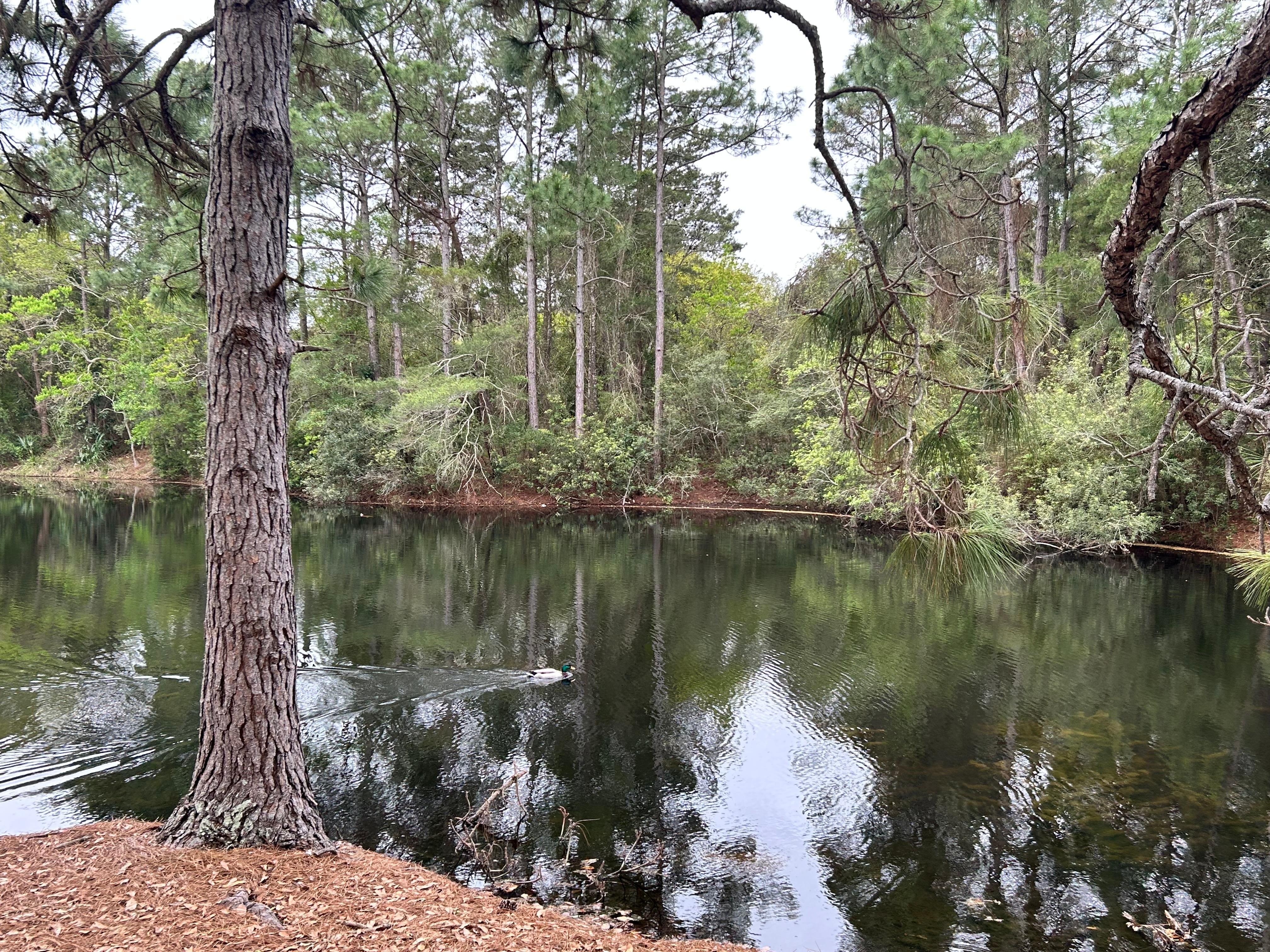 Pond close to the pool