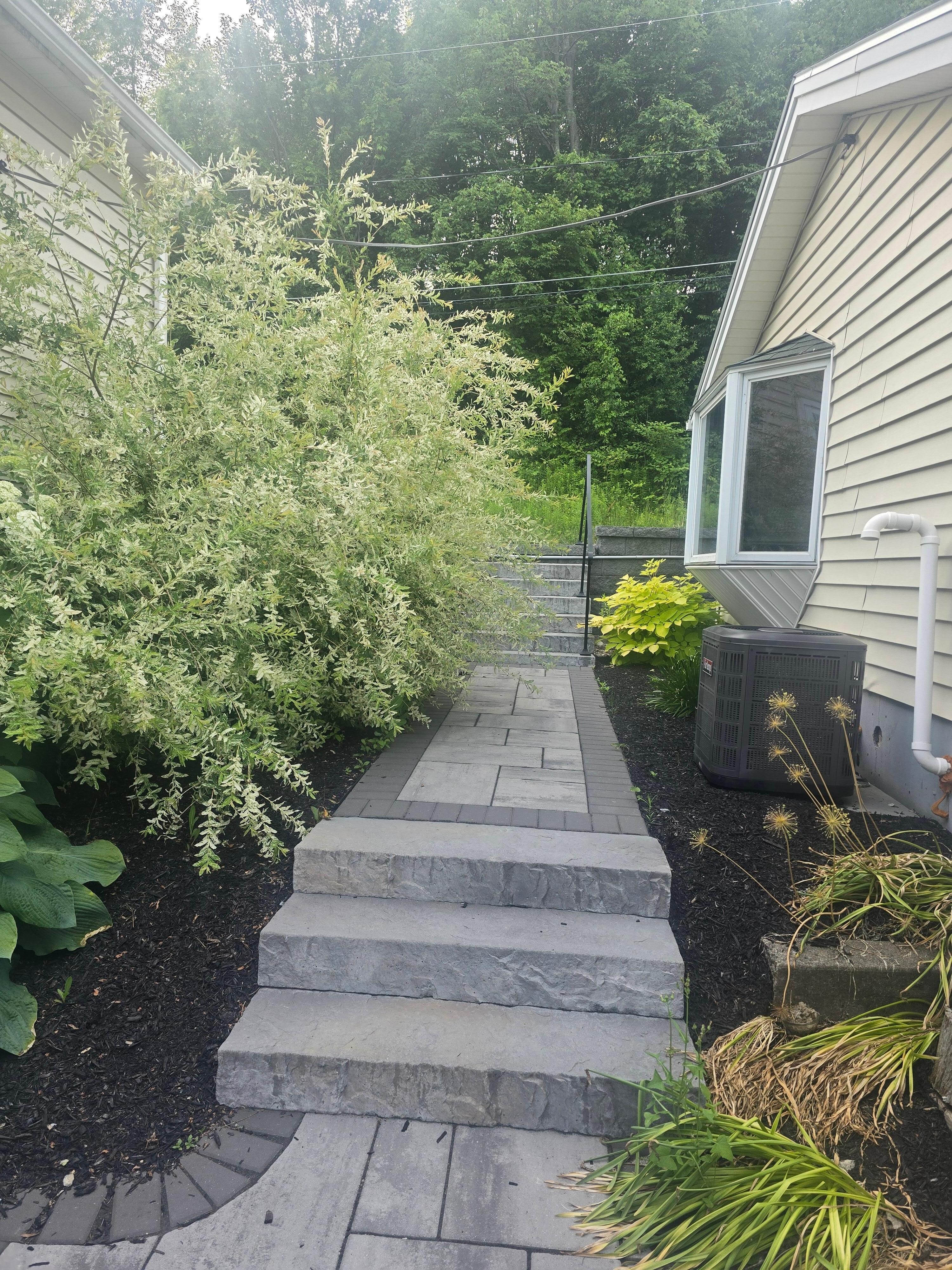 Cannot walk down the path to get into the house without going through this bush. 