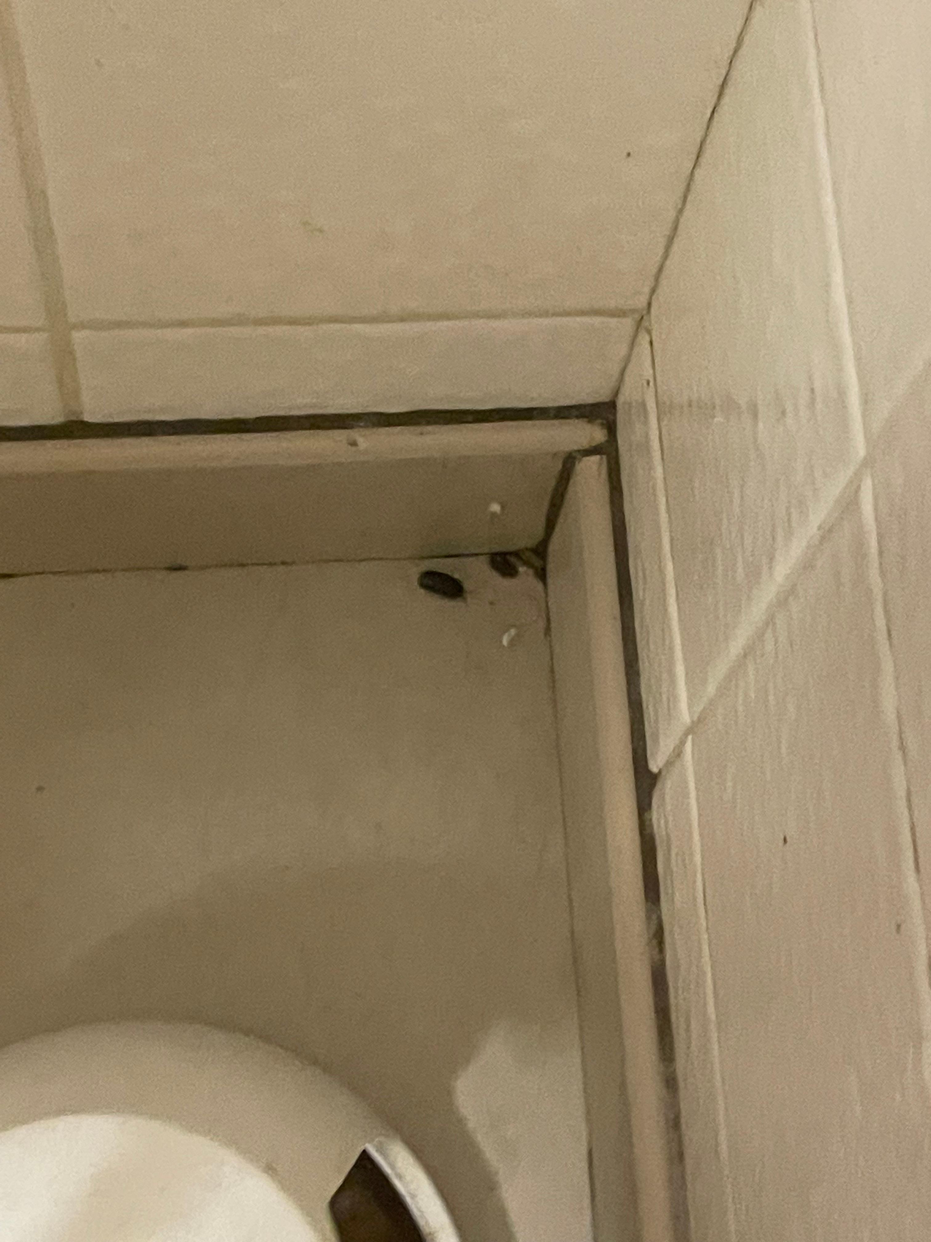 The bathroom floor at 8:30 AM across from the dining room room. Roaches.