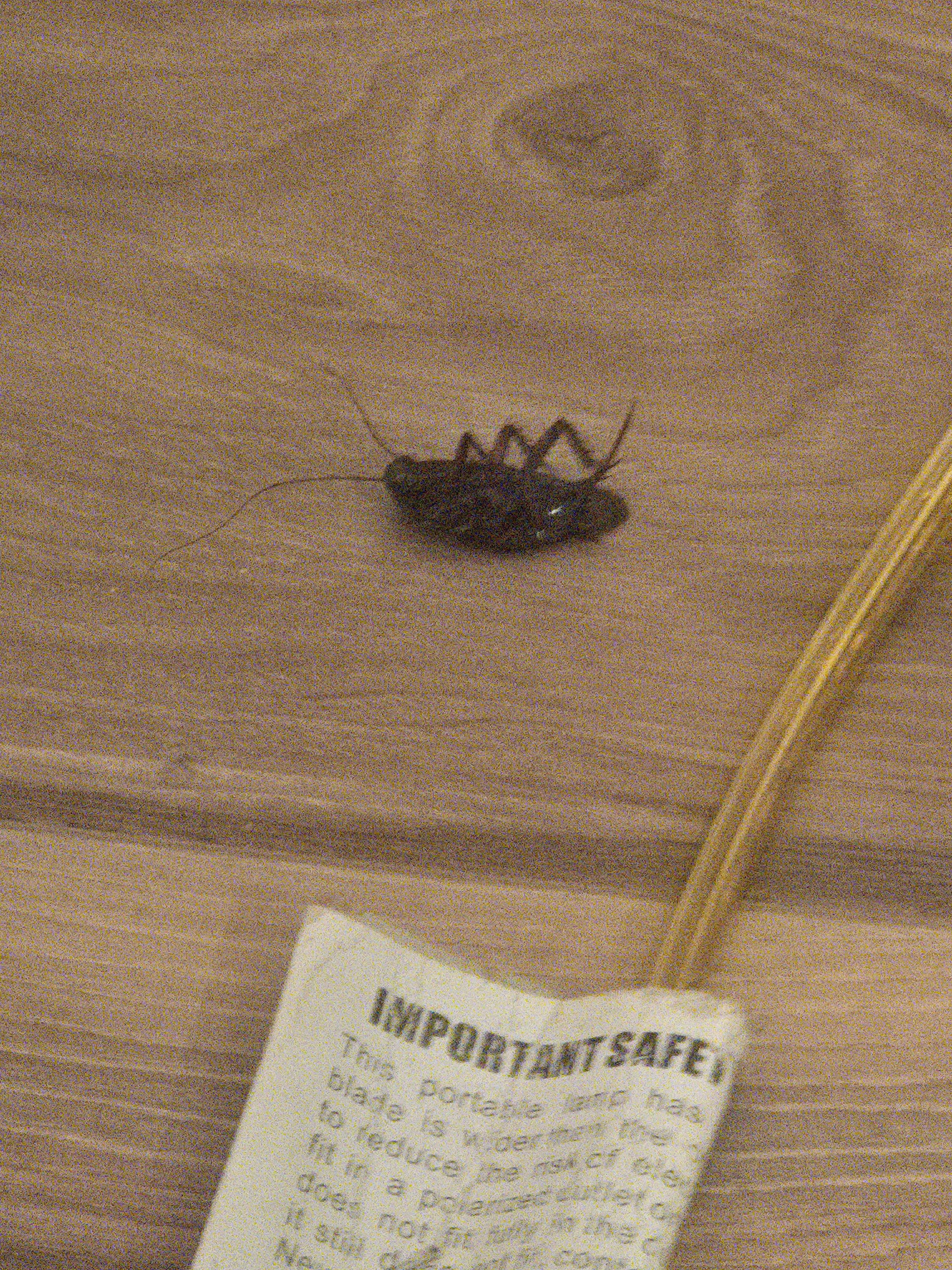 Roaches all over floors