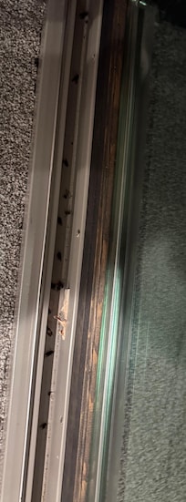 Patio door rails filled with flies