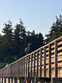 Heron at the Indianola Pier