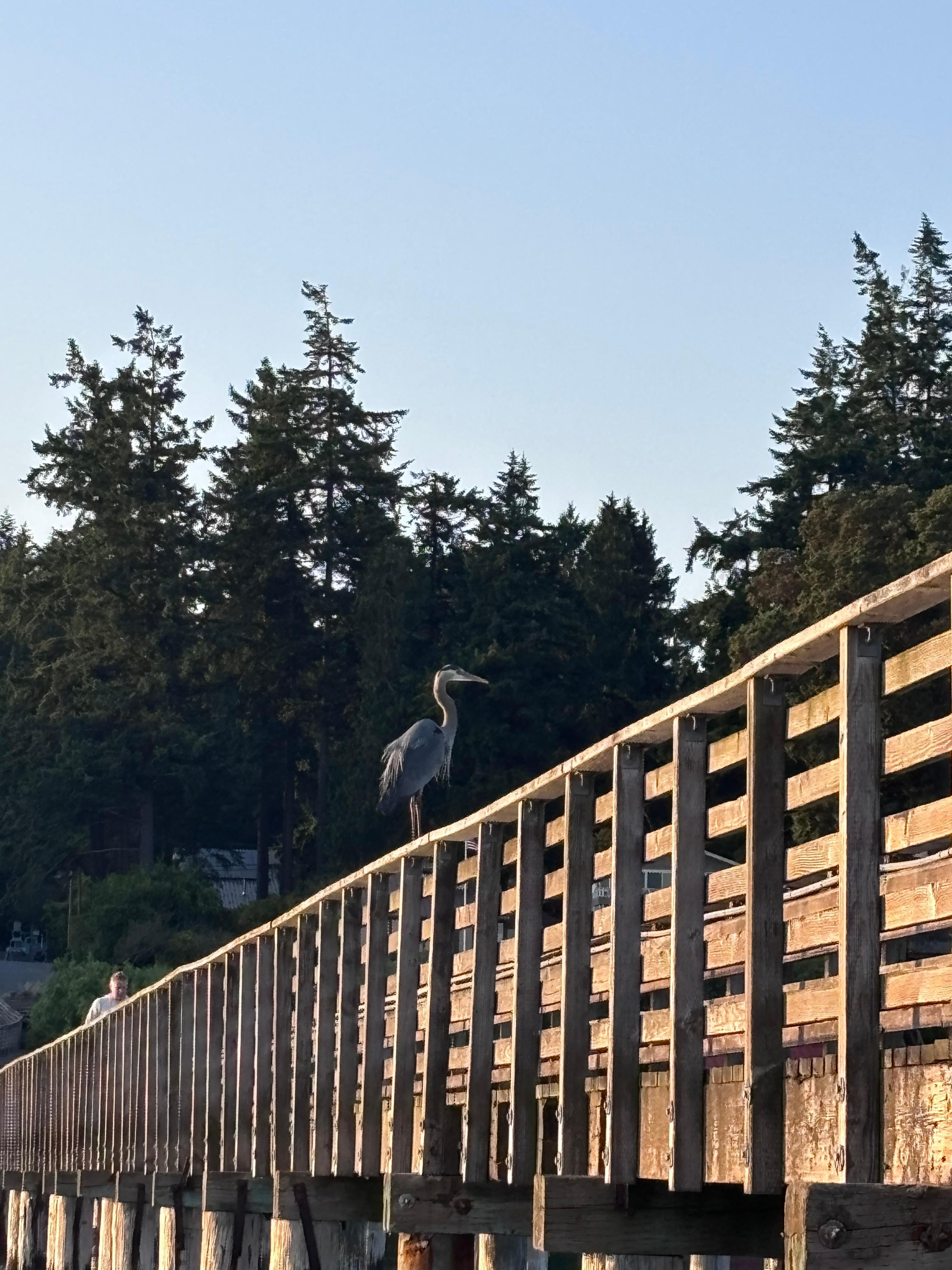 Heron at the Indianola Pier