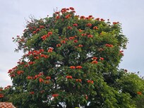 Lindos árboles