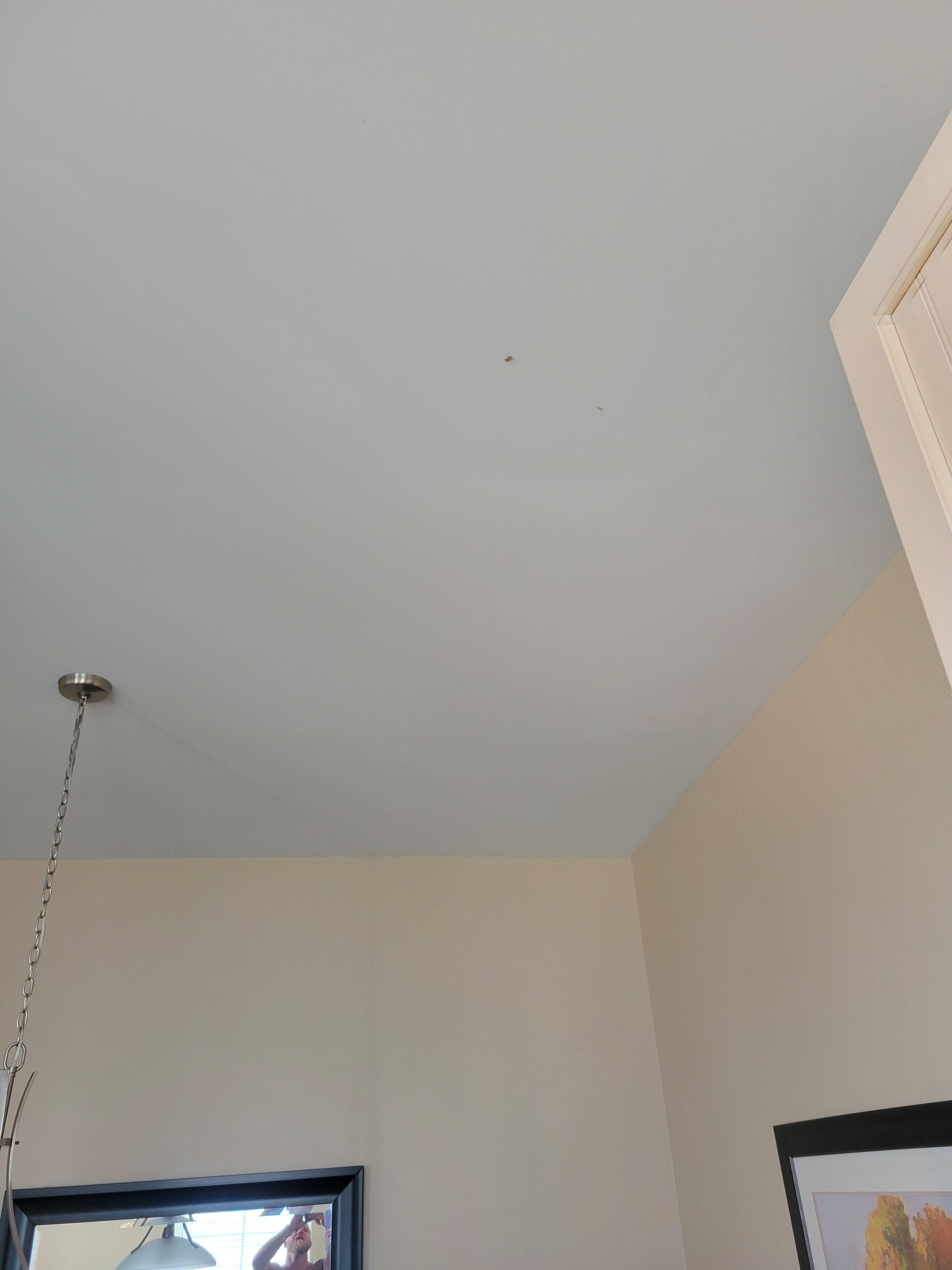 Food on ceiling
