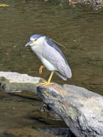 Heron in the river up the street