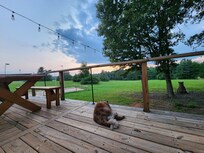 View from the porch. Watching the deer along the tree line at dusk