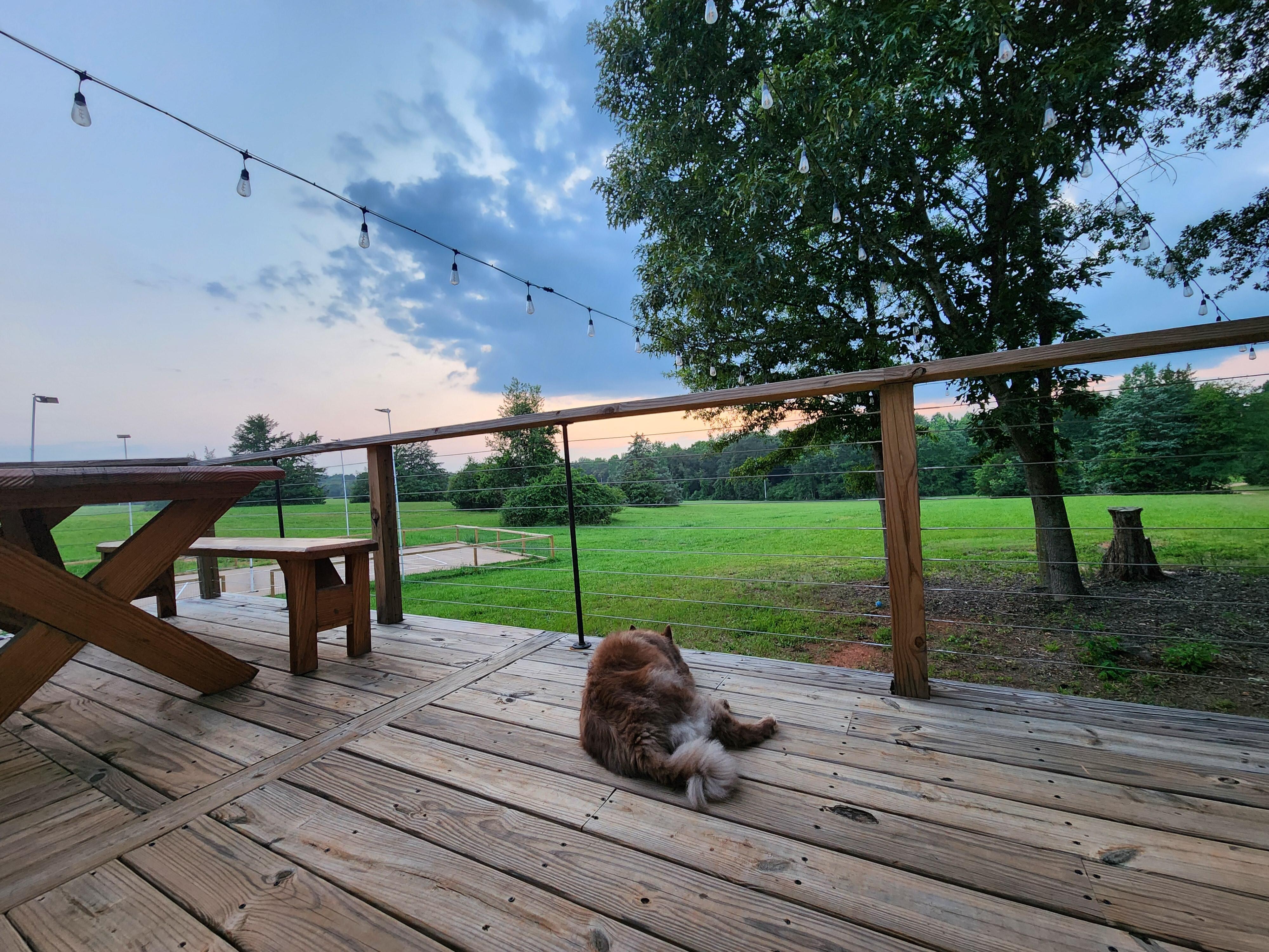 View from the porch. Watching the deer along the tree line at dusk