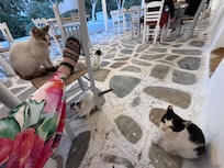 Dinner with the locals🤣 DON’T FEED THE CATS! They are healthy and friendly, but are everywhere on the island