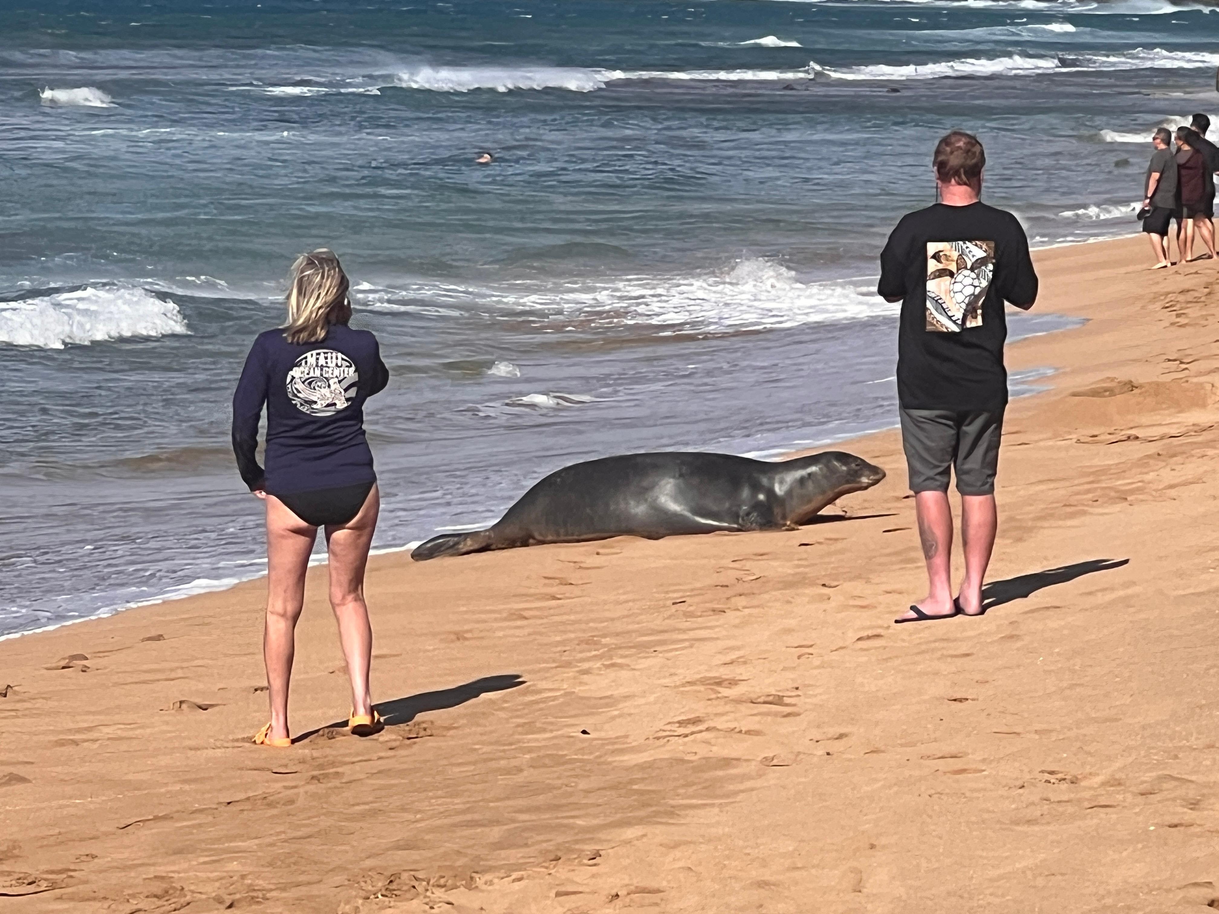 A monk seal on the beach