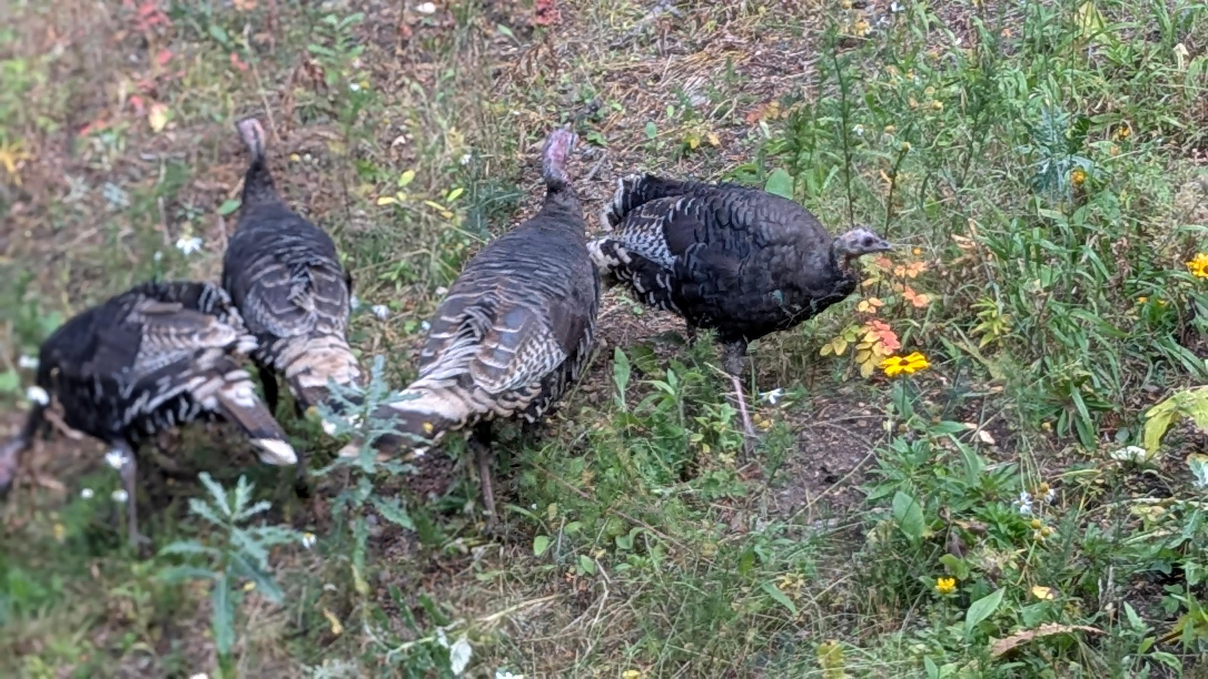 Neighborhood wild turkey flock that's not so wild.  Don't feed them bread--they can choke.