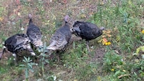 Neighborhood wild turkey flock that's not so wild.  Don't feed them bread--they can choke.