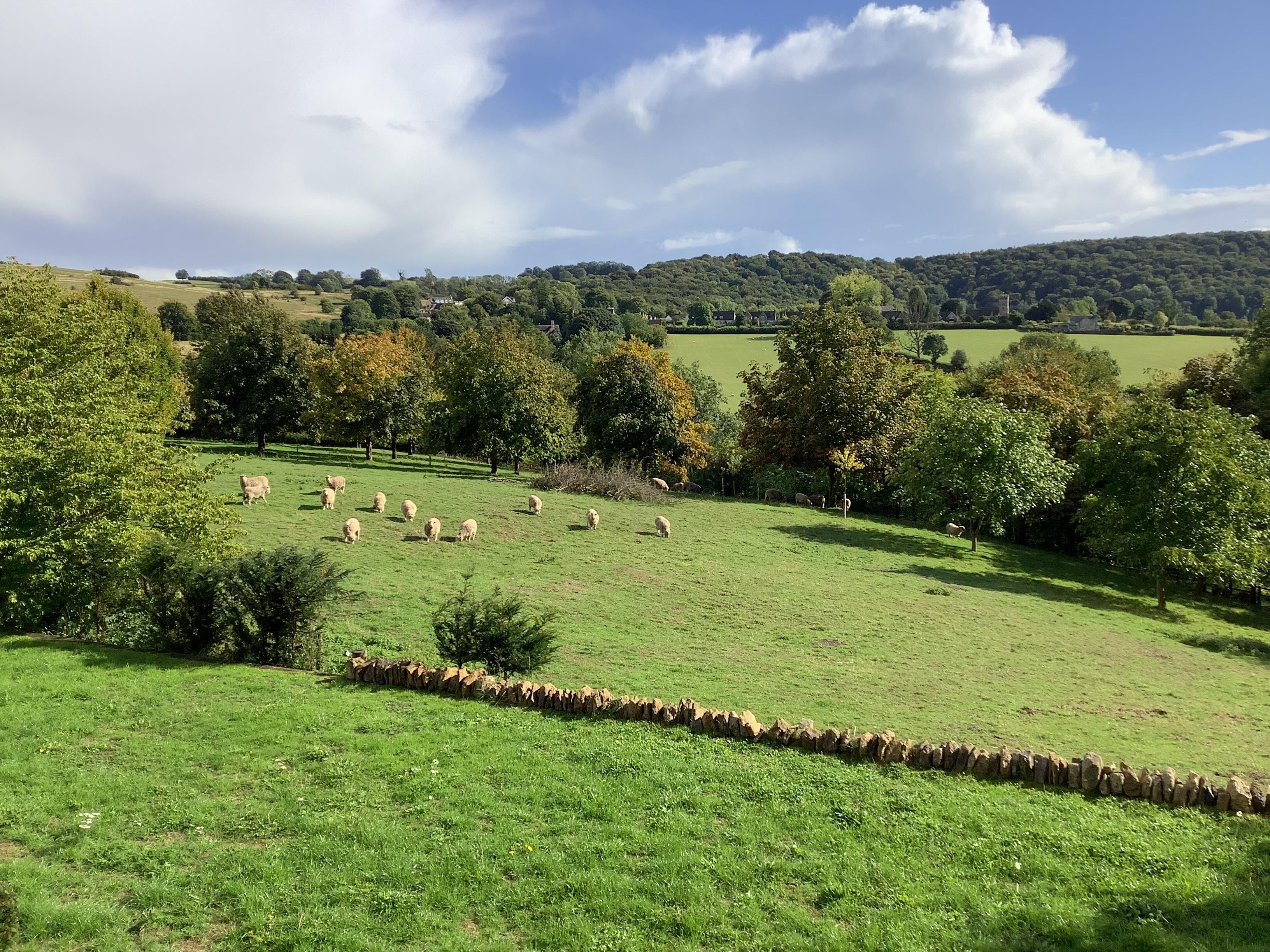 Sheep in the front of the barn
