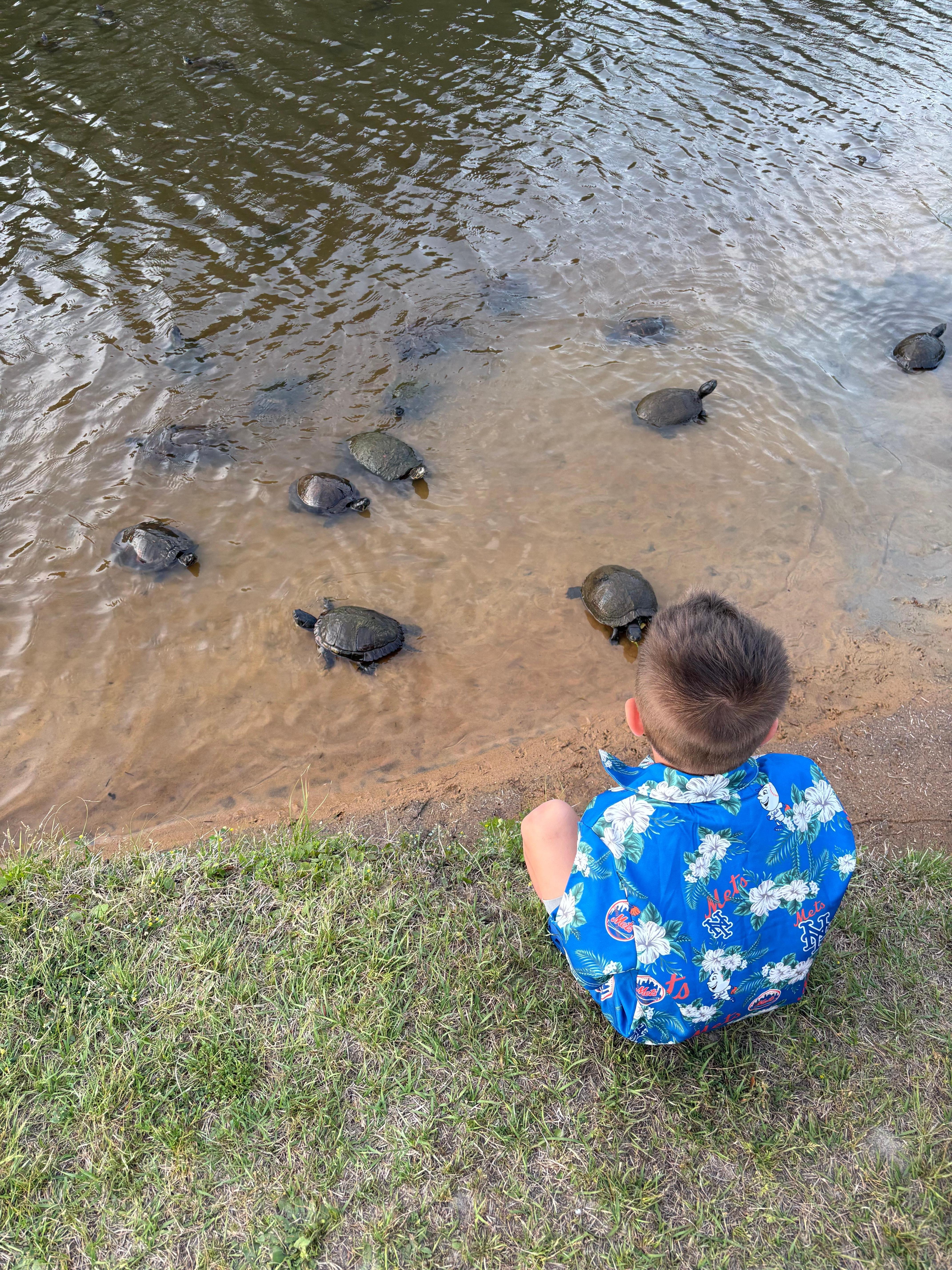Feeding the turtles at pond down the street from home. 