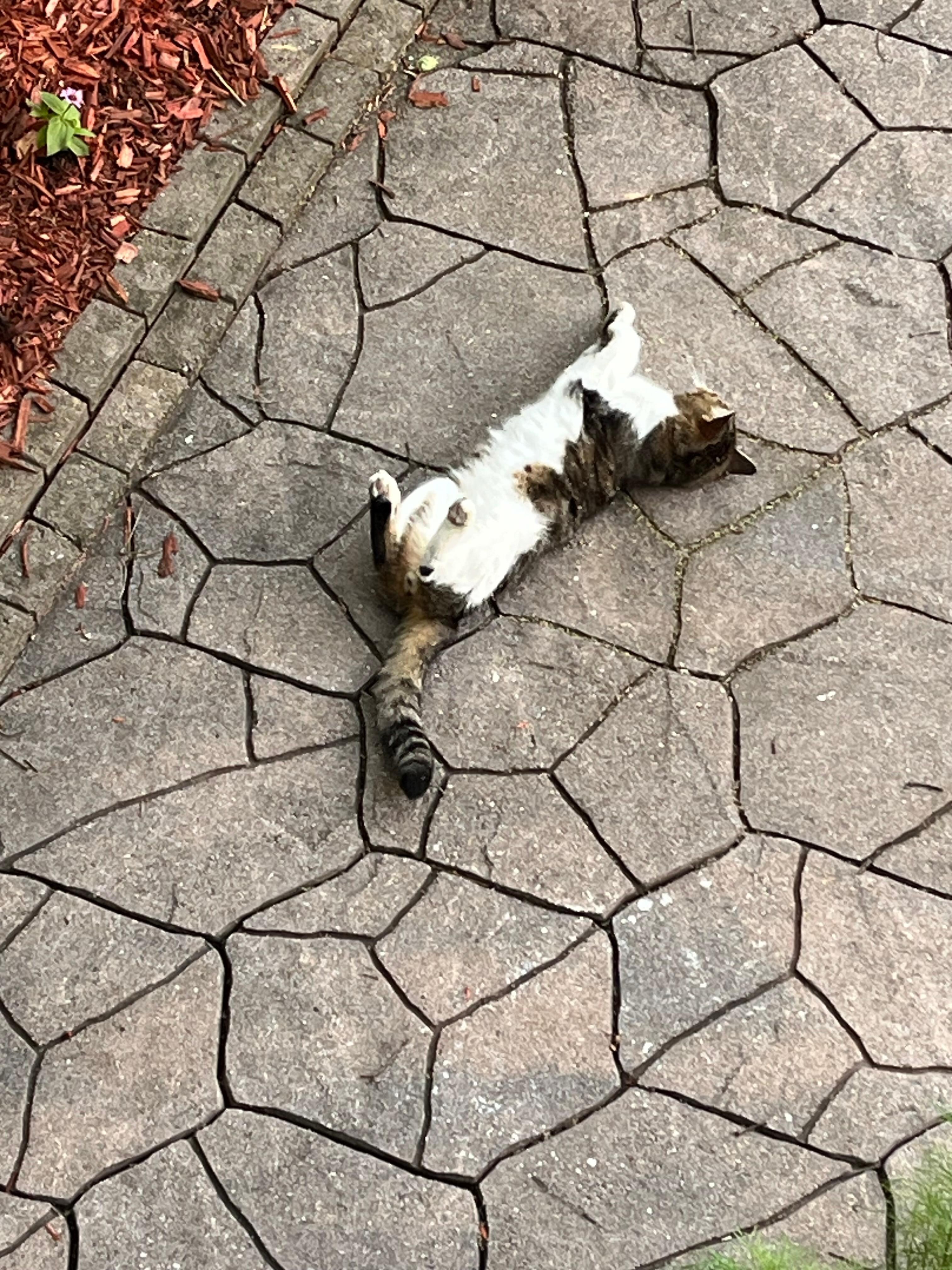 We met the cat!