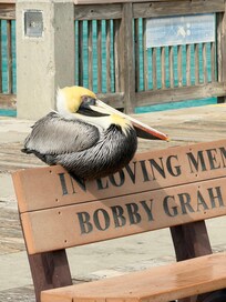 Found this guy walking on the pier