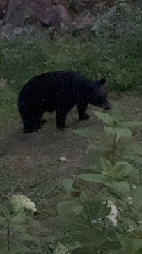 Front yard.