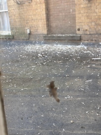 Bird shot everywhere