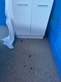 Stains on all sections of the disgusting carpets