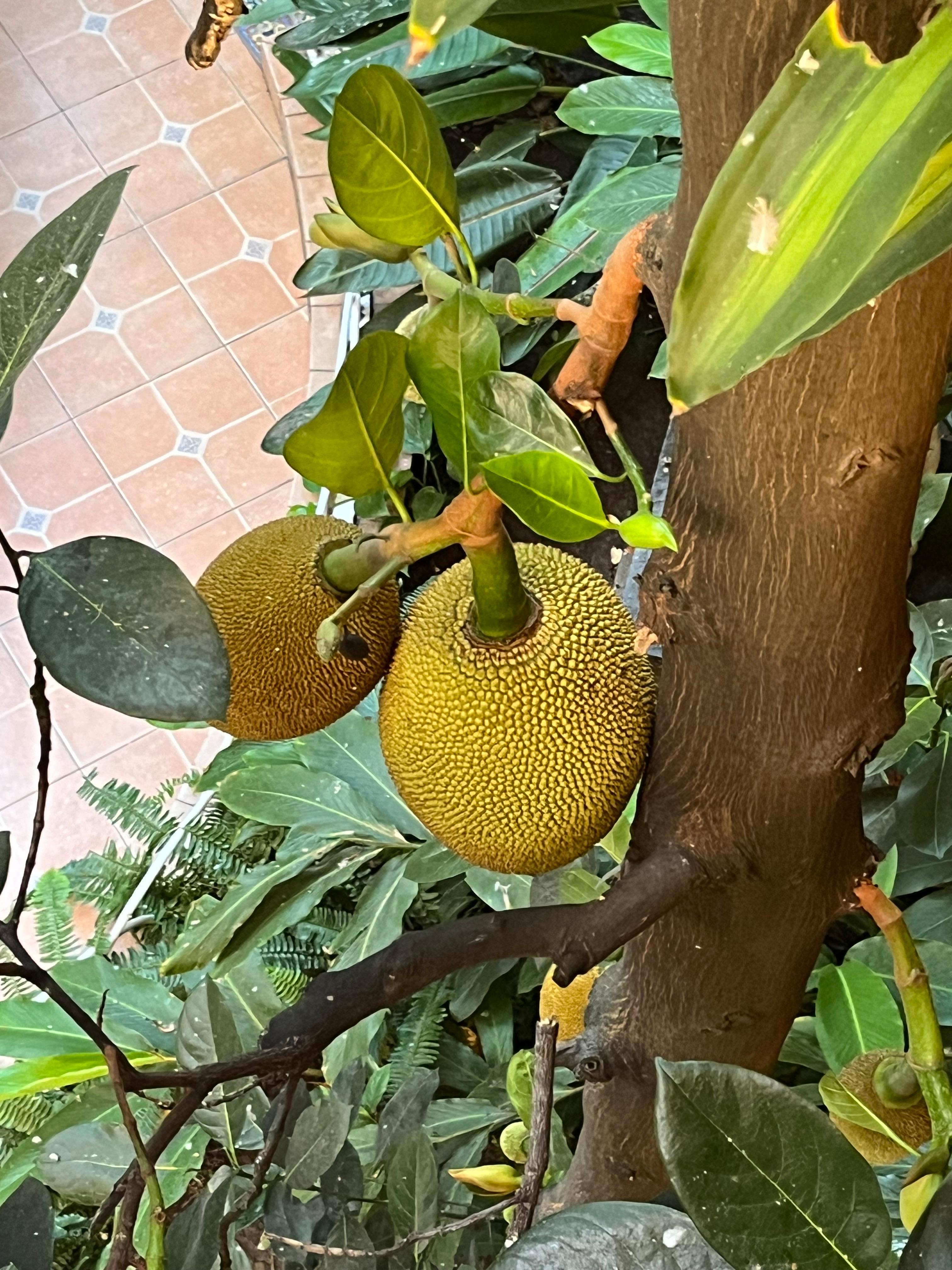 Jackfruit 