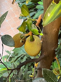 Jackfruit