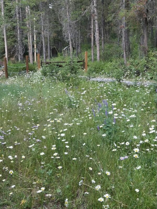 Wildflowers in front of cabin.