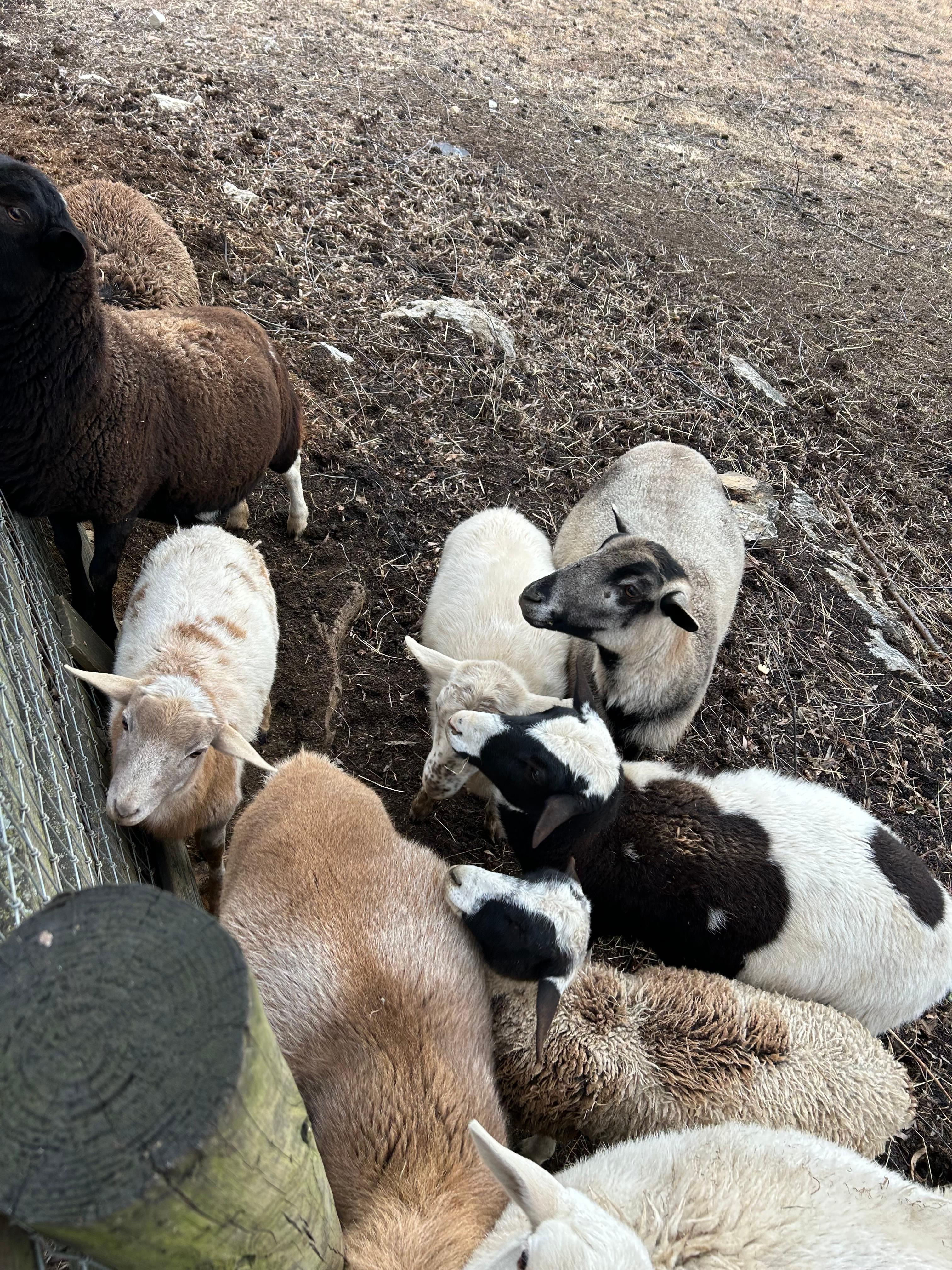 Feeding the goats!