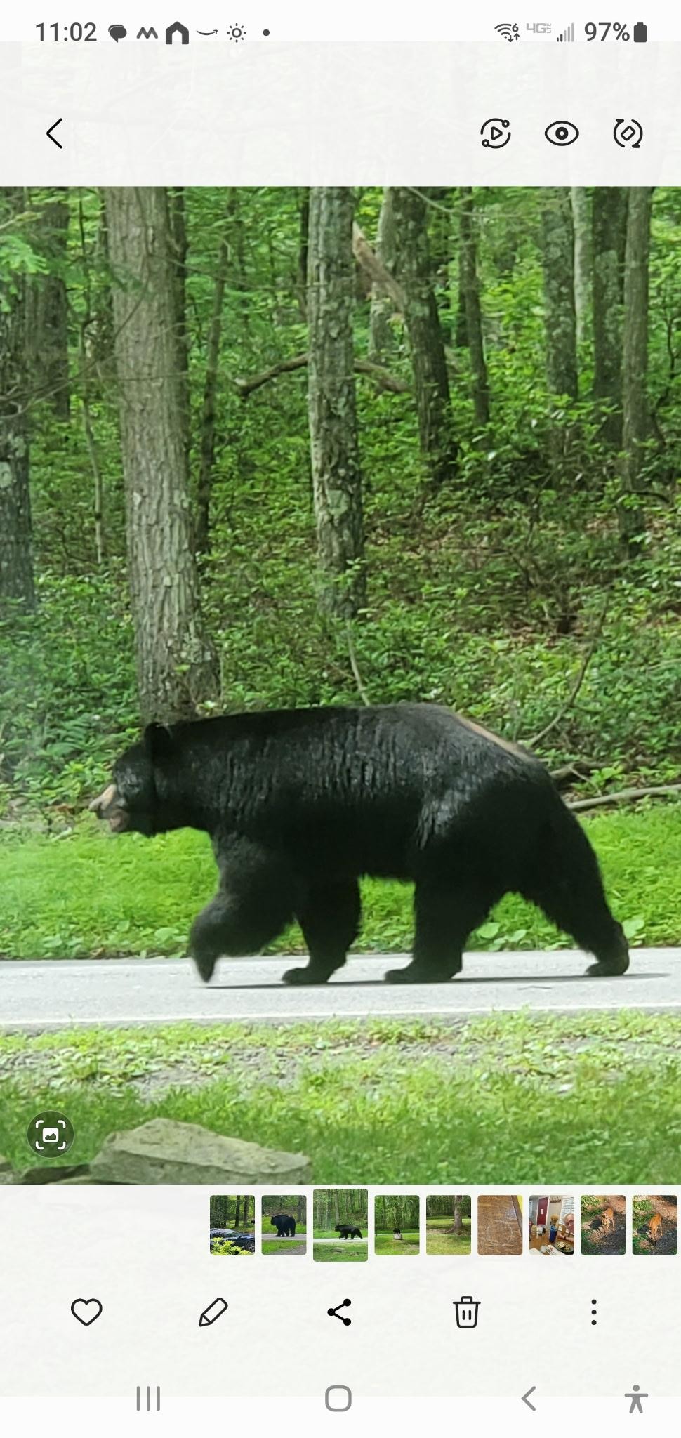 Barry the black bear.  I figured he or she needed a name. 