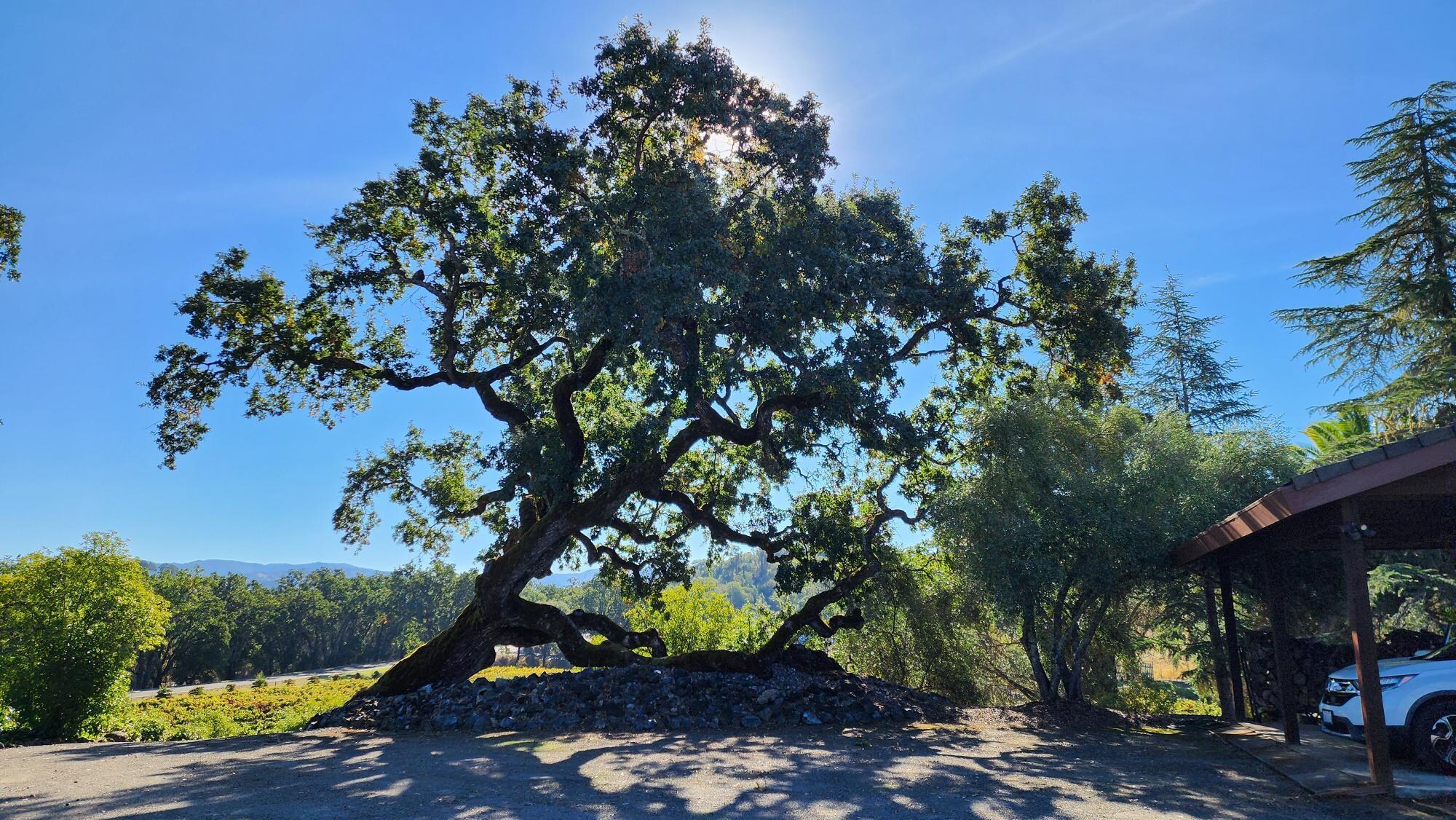 huge tree out in front of house