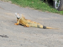 Not a tourist! local wild life