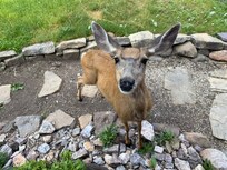 Close and personal Deer visits to the front yard.