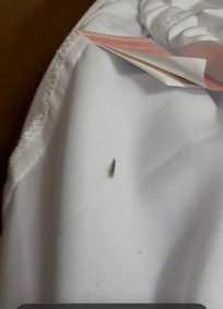 Bugs under the sheets