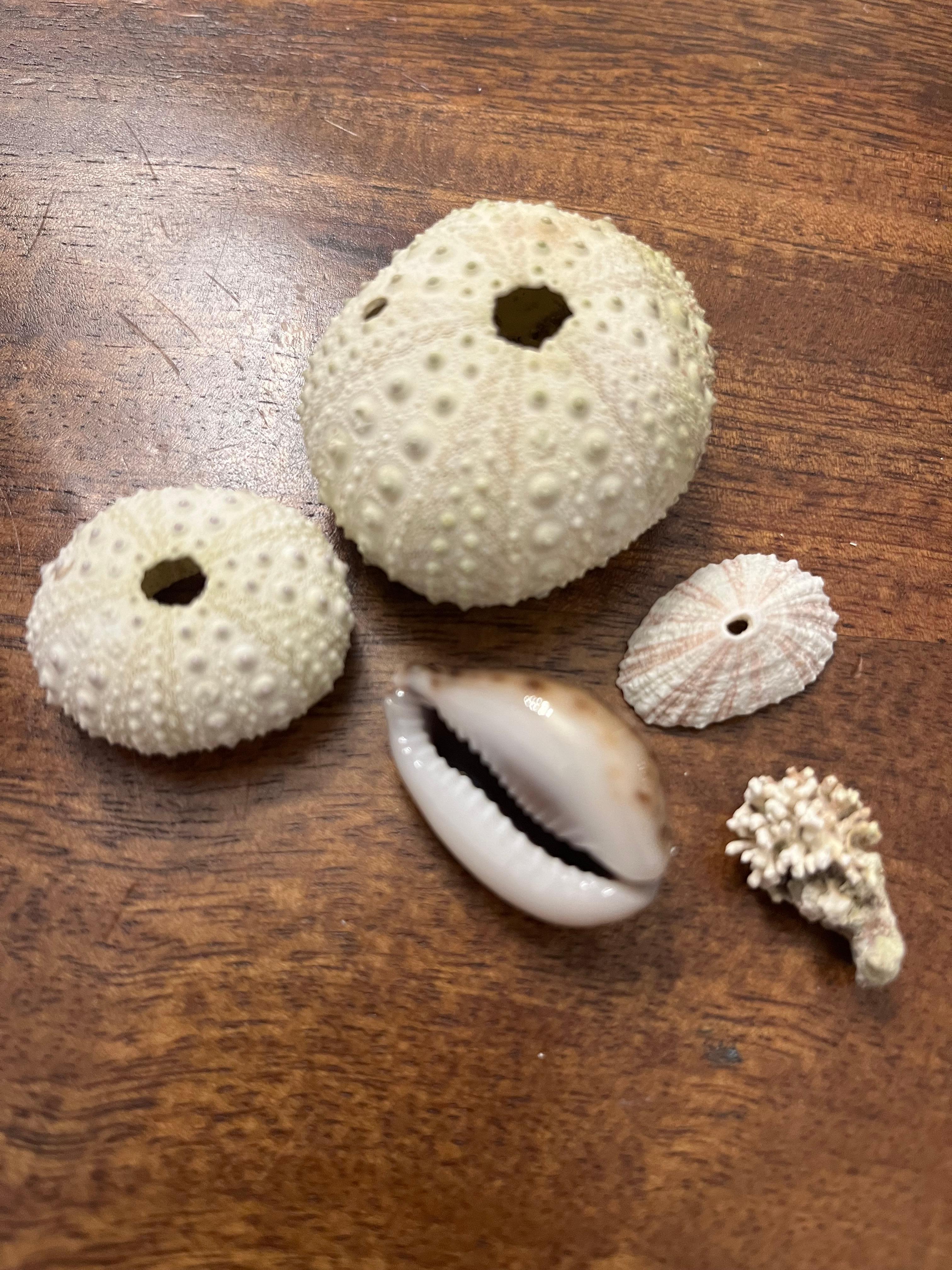 Shells