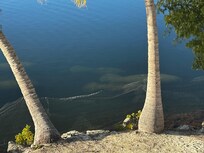 Group of five manatees passing by