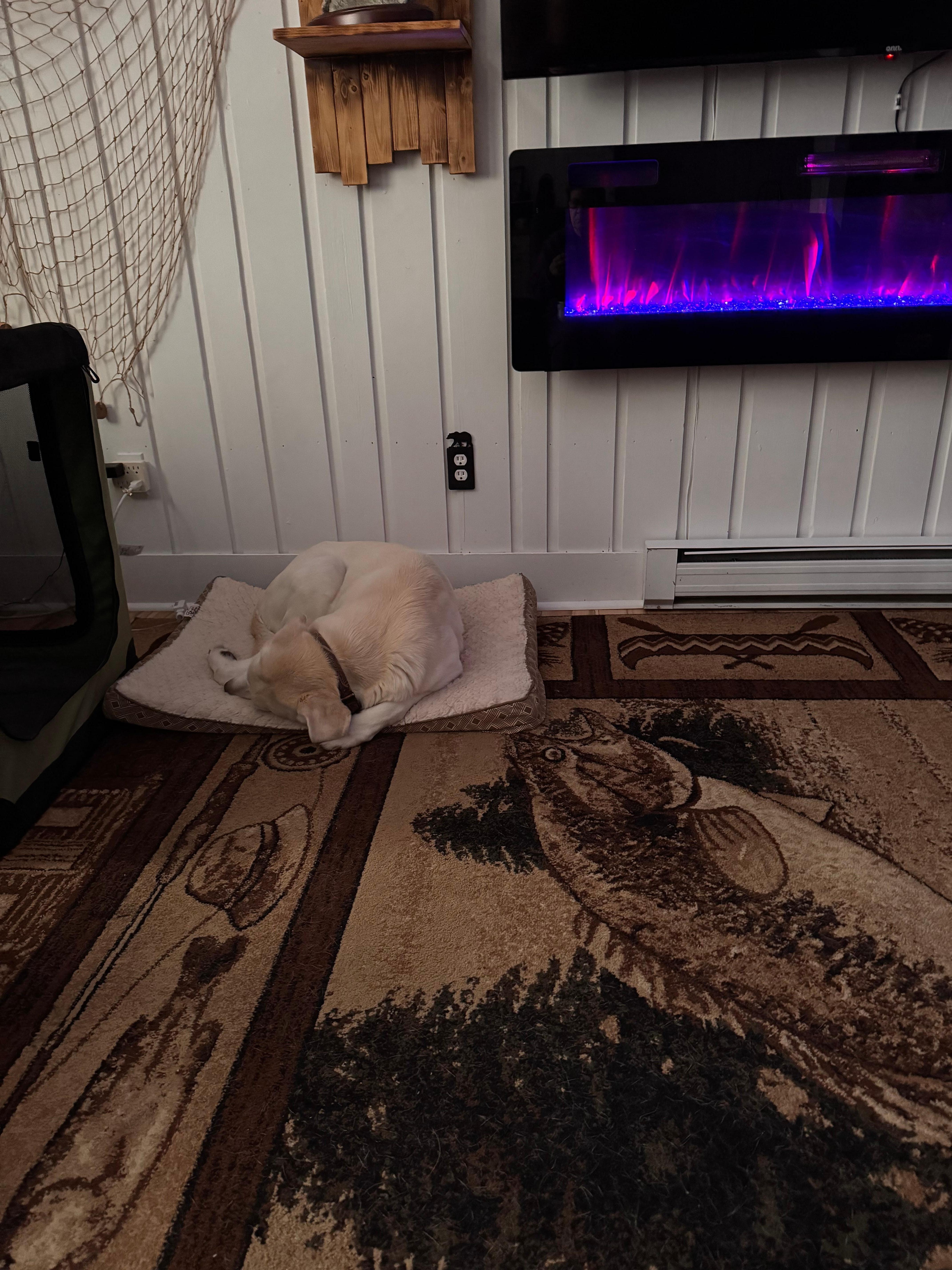 Our dog was comfy and happy to travel with us! Thank you Tyler for inviting our fur baby!