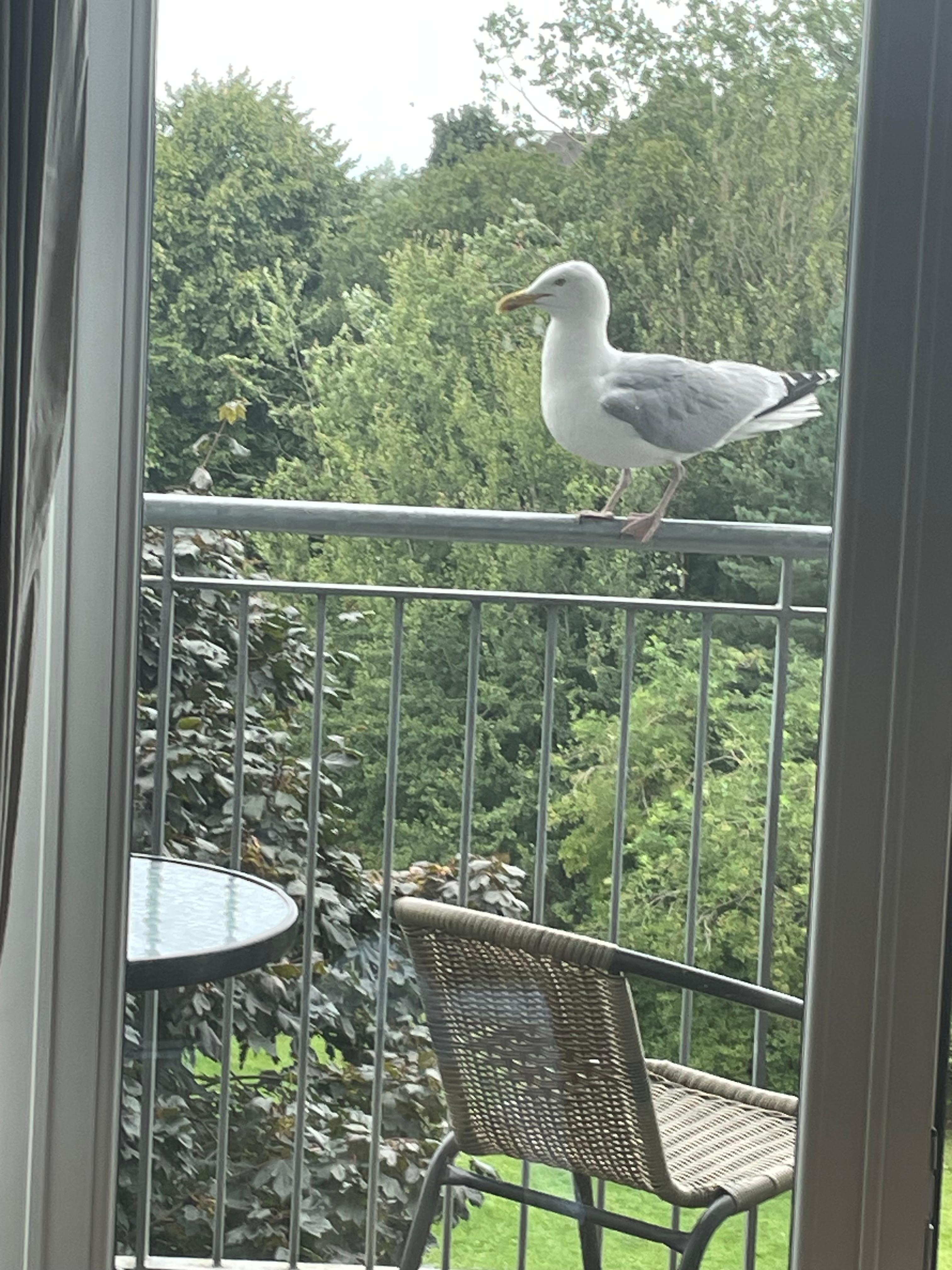Seagull on balcony