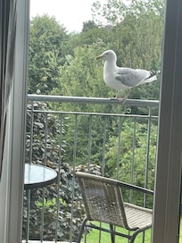 Seagull on balcony