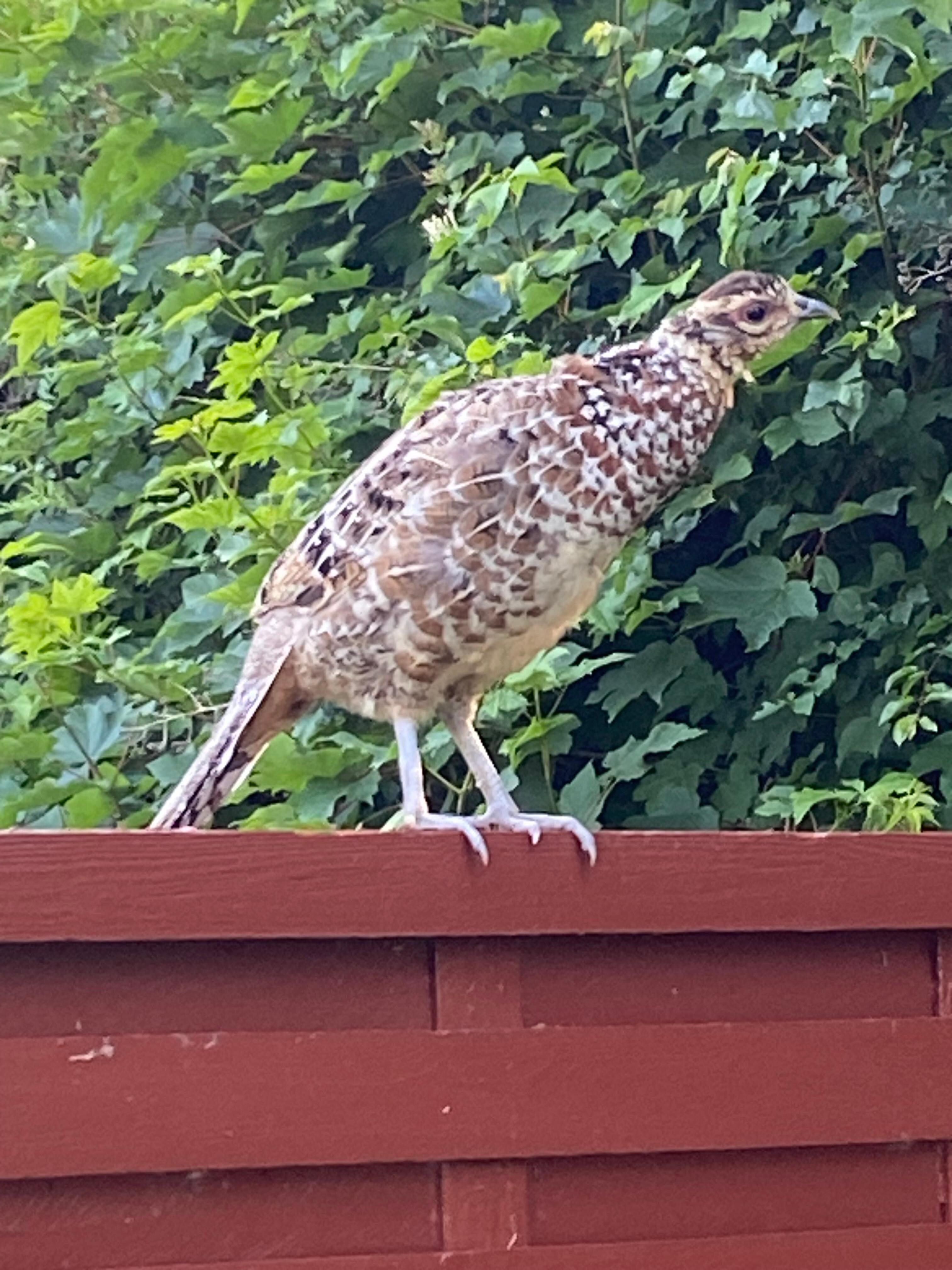 Kragenhuhn 