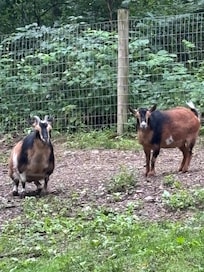 The goats on the property.