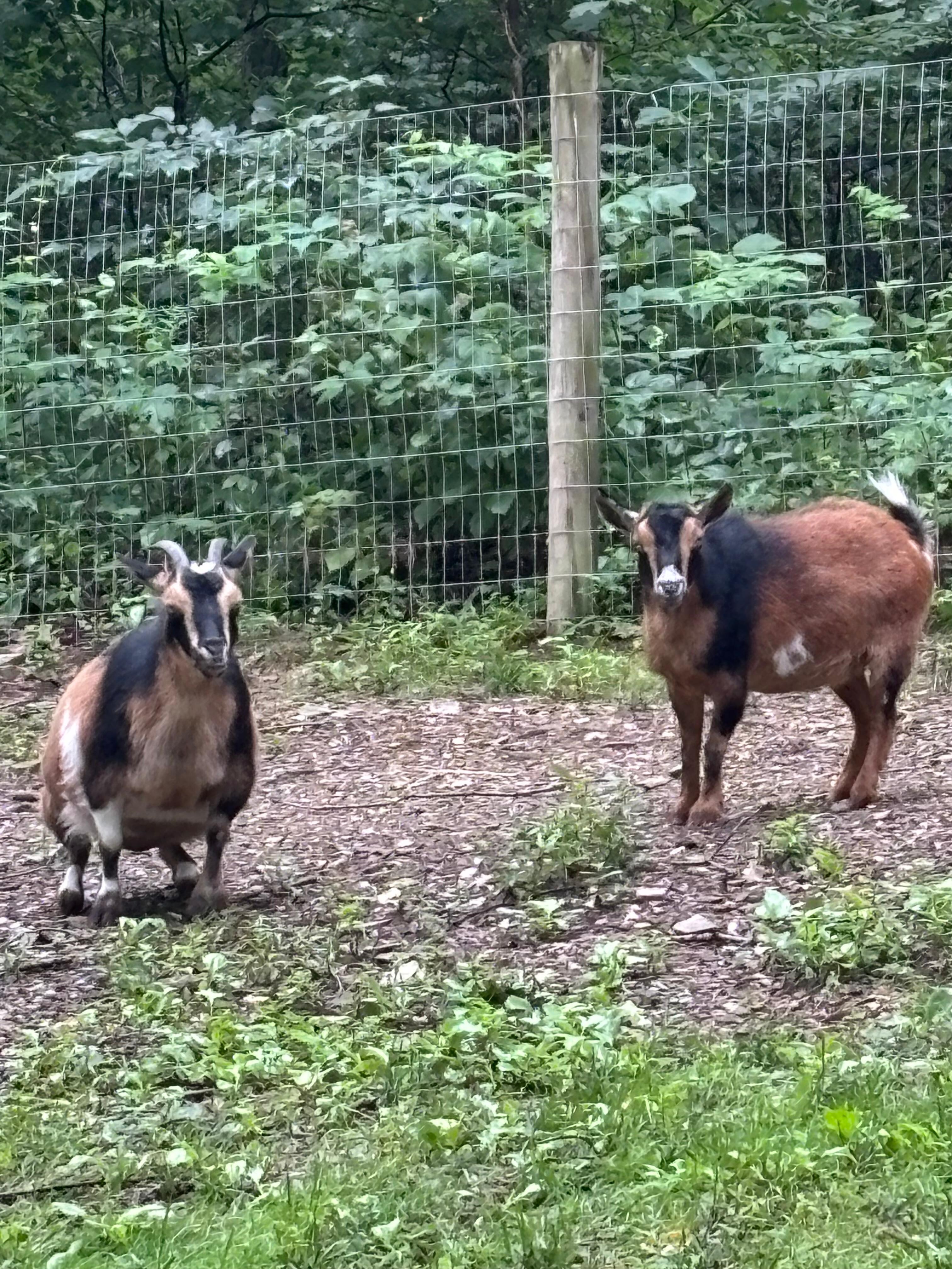 The goats on the property.