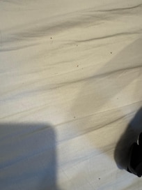 Bed bugs