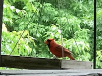 Cardinal visiting balcony