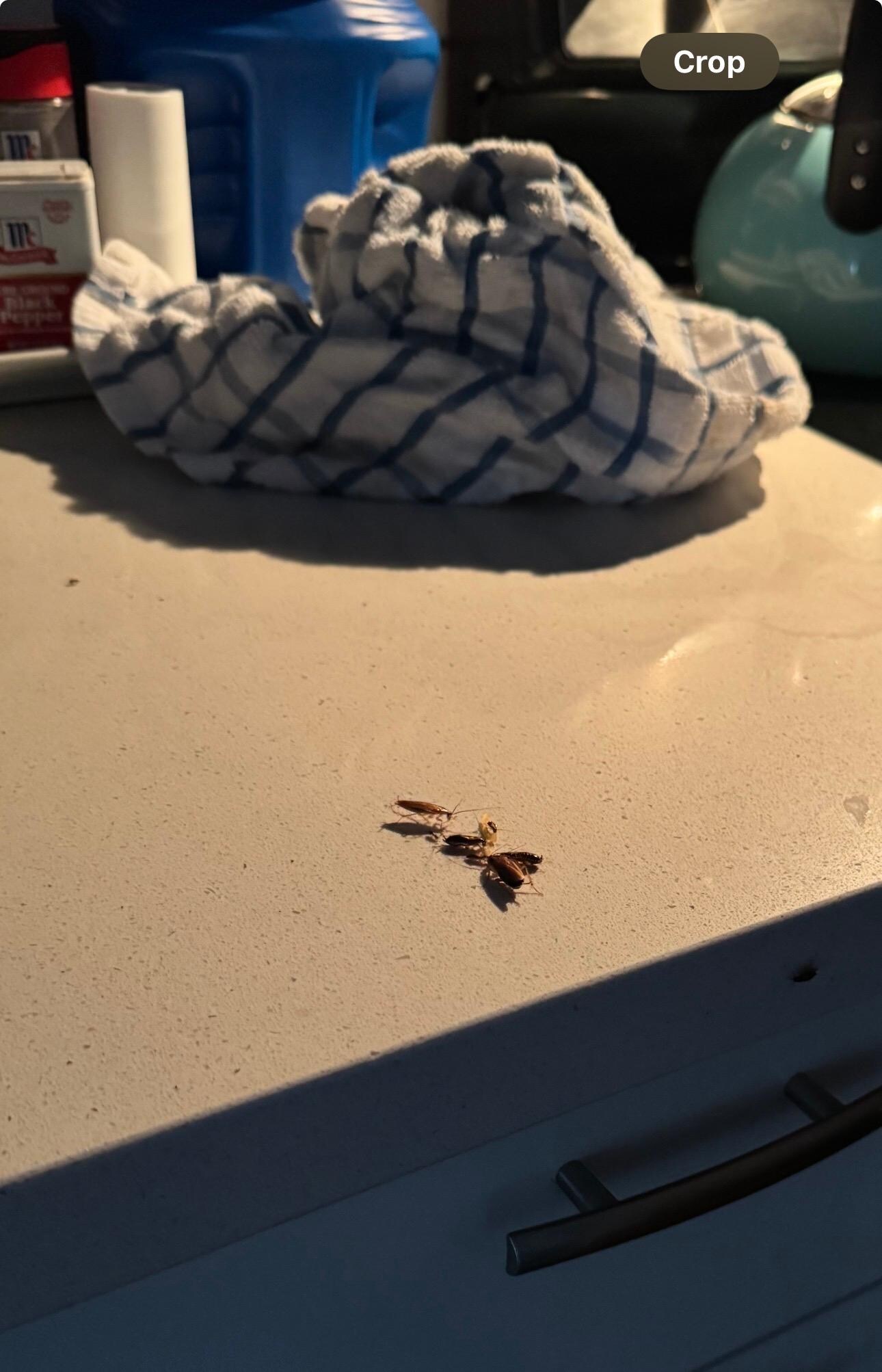 Fighting roaches to make coffee.