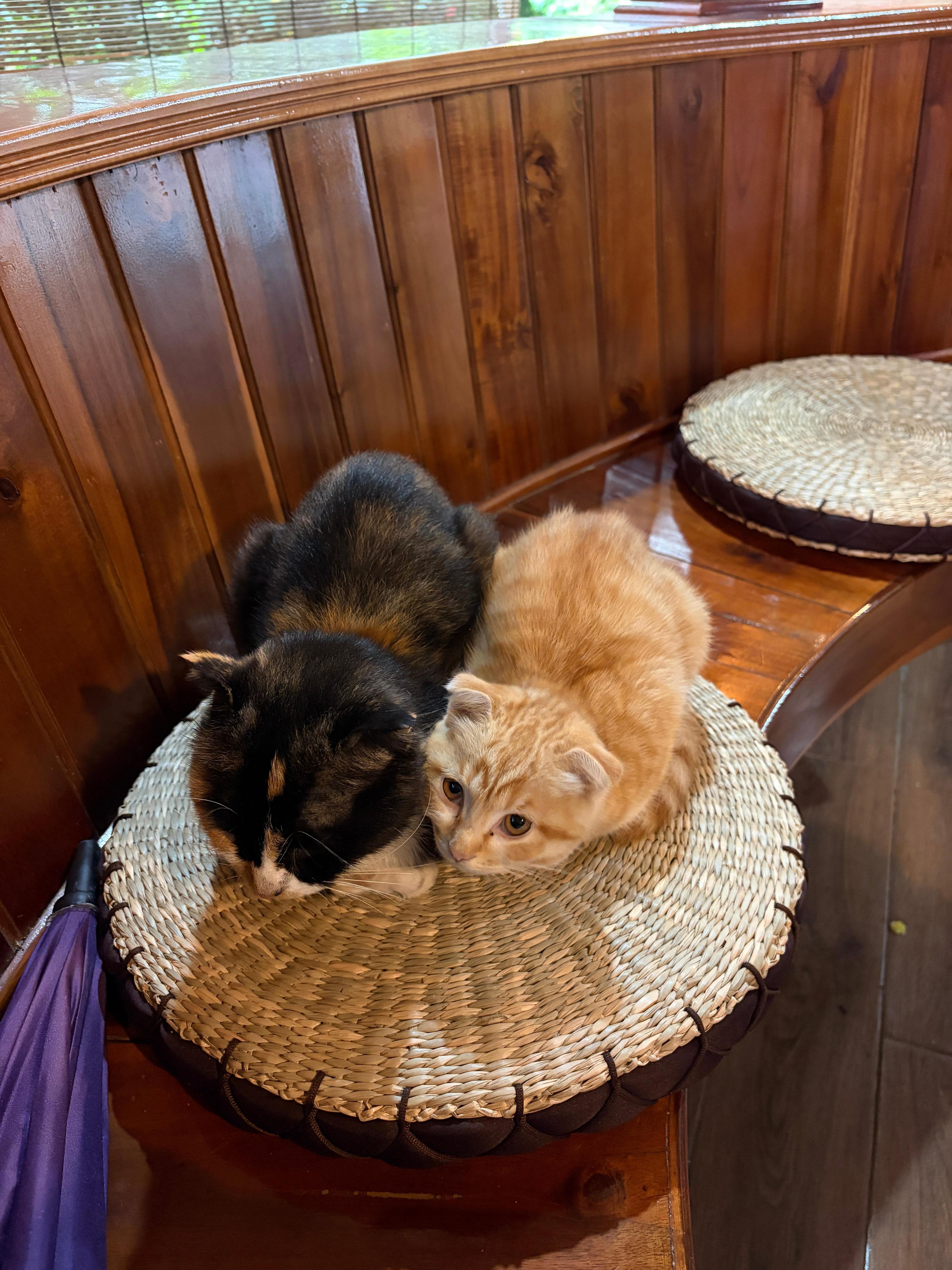 There were cute kittens cozying up the place even more 😍