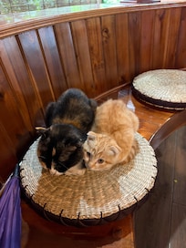 There were cute kittens cozying up the place even more 😍