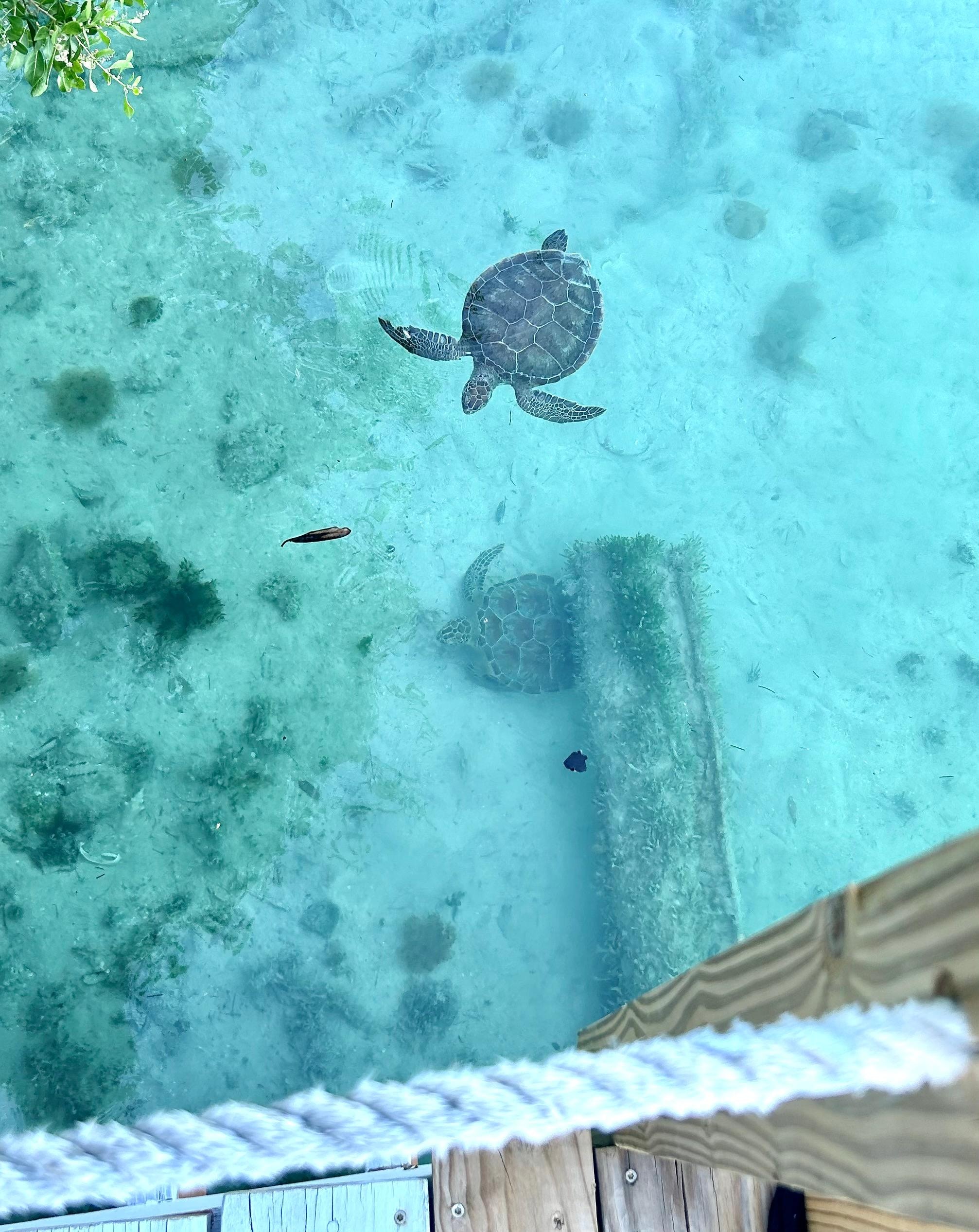 The sweet turtles under the dock
