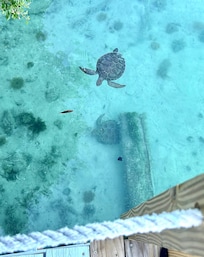 The sweet turtles under the dock
