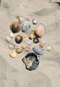 Strand hat viele Muscheln