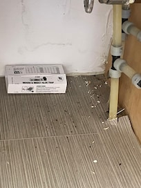 Mouse droppings in cabinets