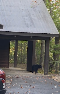 Other side of "bear watch" window